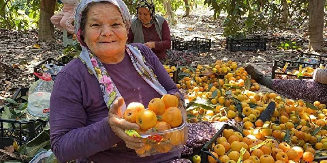 İç pazarda 100 TL, dış pazarda 4 dolar: Mersin'de "Sarı altın" için hasat saati geldi 3